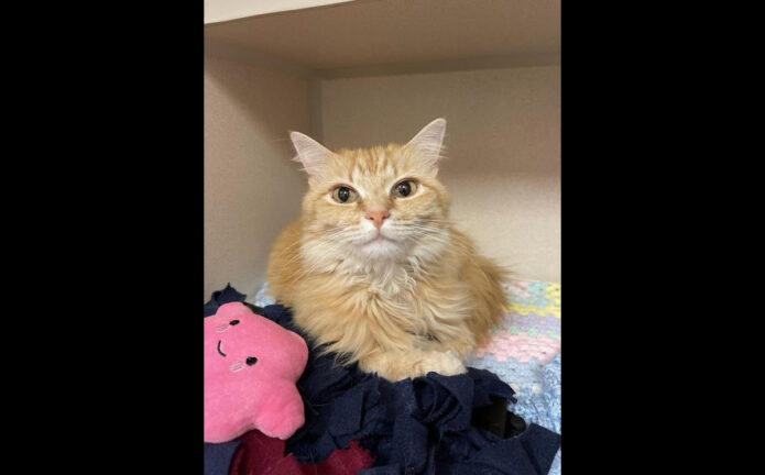 Montgomery County Animal Care and Control - Penelope