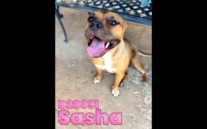 Sasha is available at Montgomery County Animal Care and Control