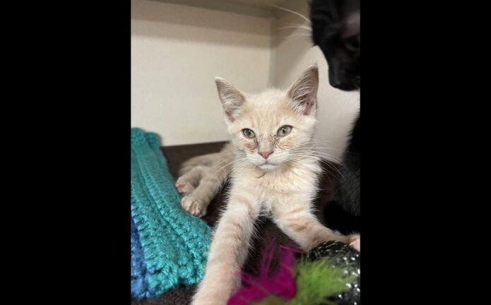 County Animal Care Montgomery <a class=