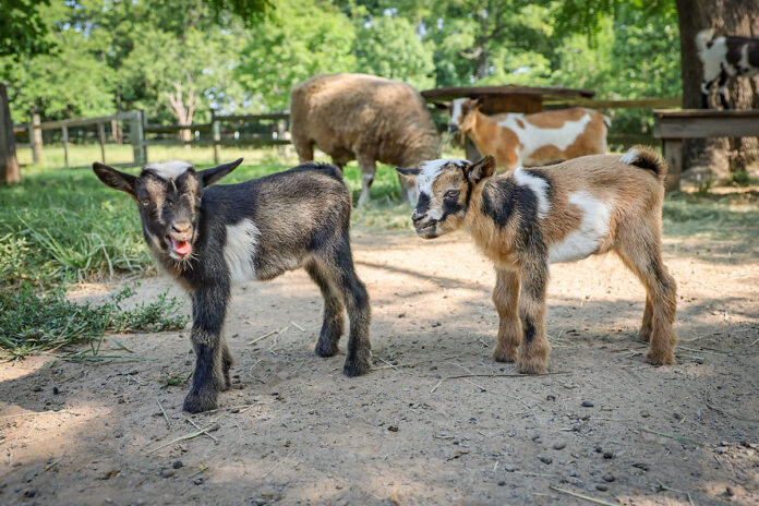 Nigerian Dwarf Goats. (Nashville Zoo)