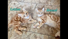 Puurrrfect Paws Rescue & Cat Cafe – Cotton & Weasel