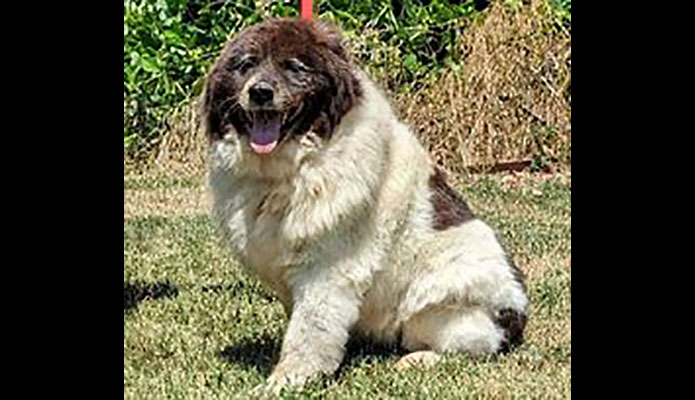 Stewart County Faithful Friends Animal Rescue - Mesquite