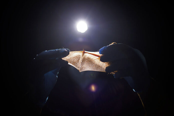 Austin Peay State University's Dr. Catherine Haase examines a bat's wing during the July 18th excursion. (APSU)