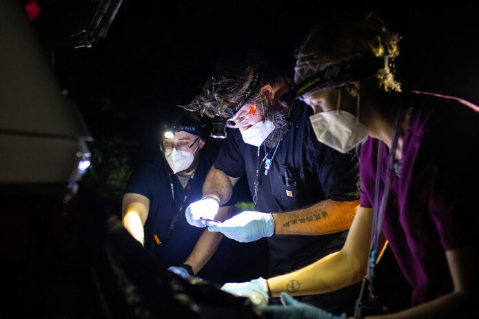 The team works to examine and record a bat. (APSU)