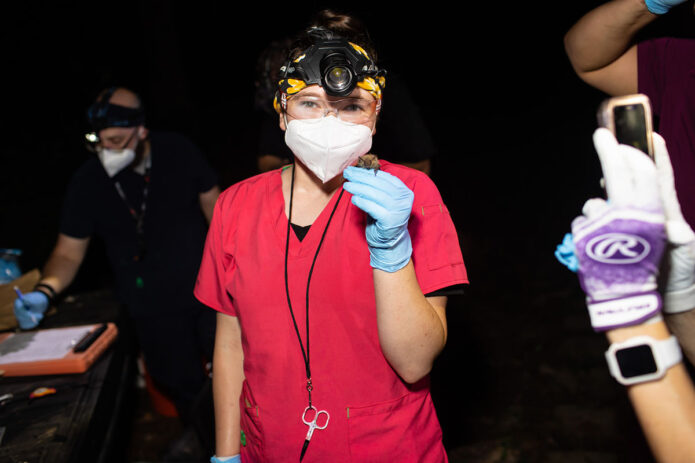 Leah Crowley holds the tricolored bat that the team tagged on July 18th and then tracked the rest of the week. (APSU)