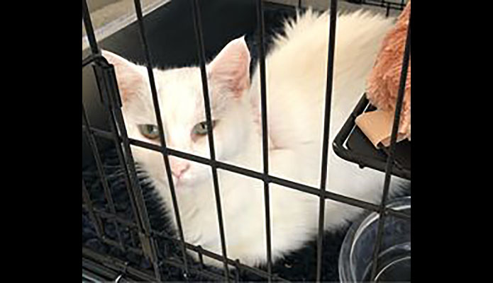 Stewart County Cat Adoption Team (CATS) - Snow White