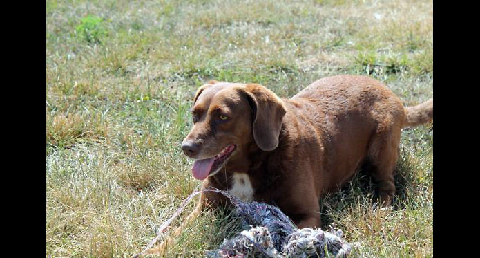 Hot Rod's Garage Senior Sanctuary - Casey