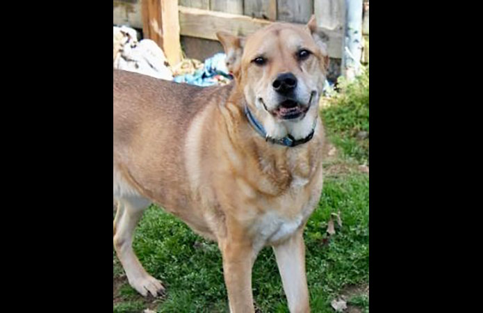 Hot Rod's Garage Senior Sanctuary - Molly