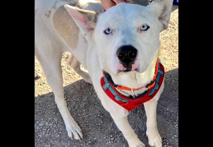 Hot Rod’s Garage Senior Sanctuary - Windy