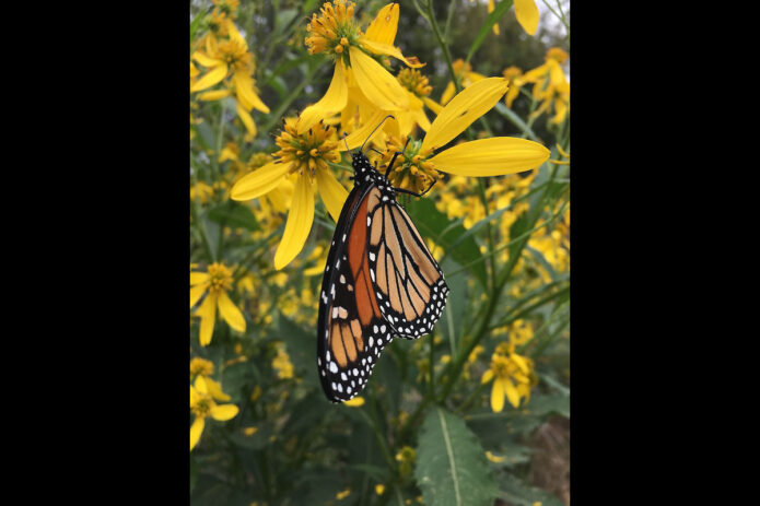 Monarch butterfly