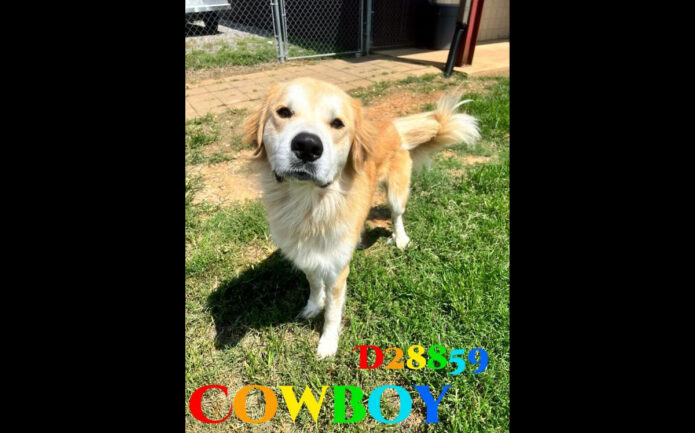 Montgomery County Animal Care and Control - Cowboy