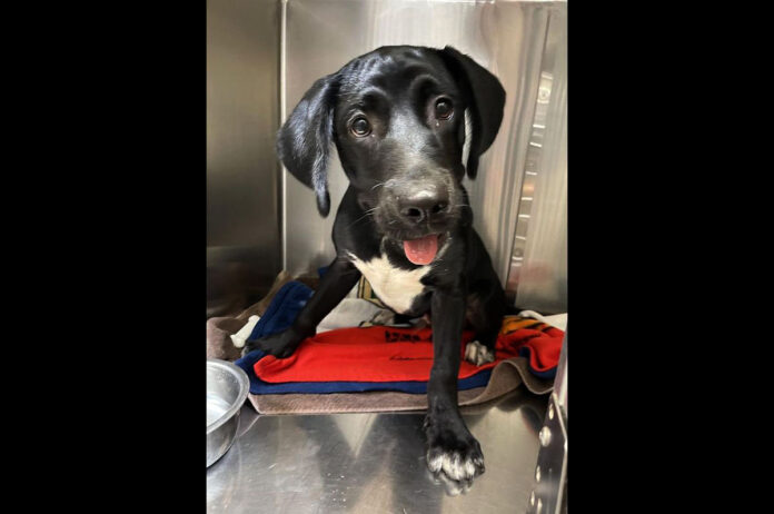 Hatchet s available at Montgomery County Animal Care and Control