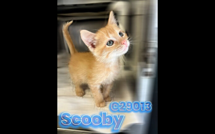 Montgomery County Animal Care and Control - Scooby