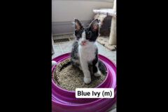 Puurrrfect Paws Rescue & Cat Cafe – Blue Ivy