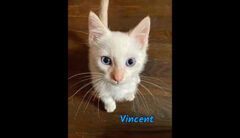 Puurrrfect Paws Rescue & Cat Cafe – Vincent
