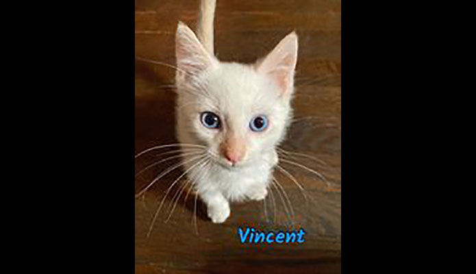 Puurrrfect Paws Rescue & Cat Cafe - Vincent