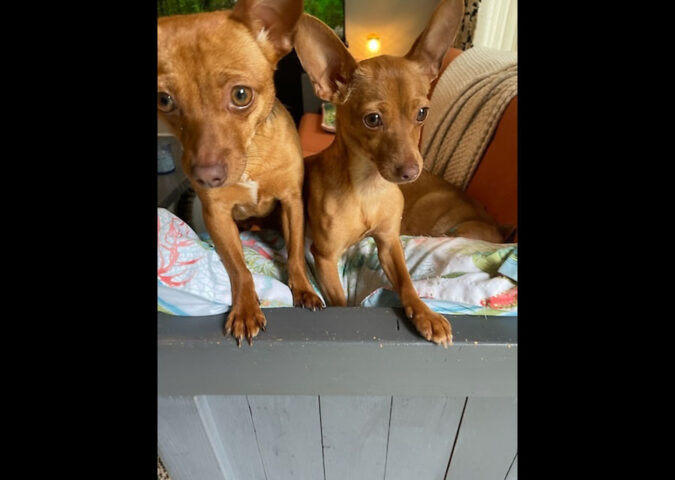 Two Ladies Caring Dog Rescue - Honey & Butter