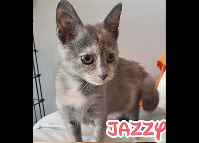 Companion Pet Rescue of Middle Tennessee - Jazzy