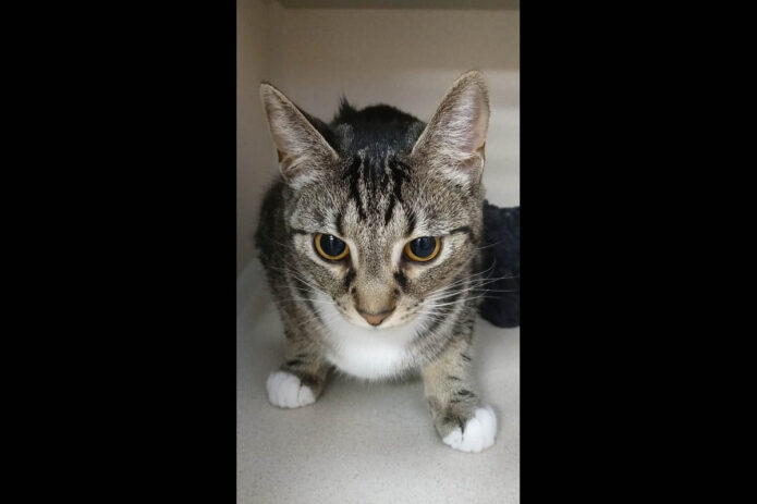 Montgomery County Animal Care and Control - Mikasa