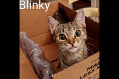 Blinky is available at Puurrrfect Paws Rescue & Cat Cafe