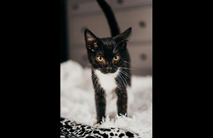 Puurrrfect Paws Rescue & Cat Cafe - Tynee