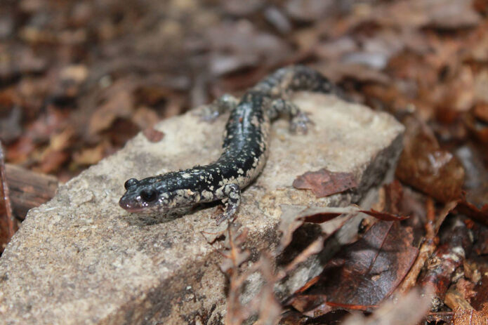 Tennessee Herpetological Society conference. (APSU)