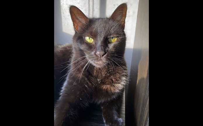 Keepers Cat Rescue - Quasi