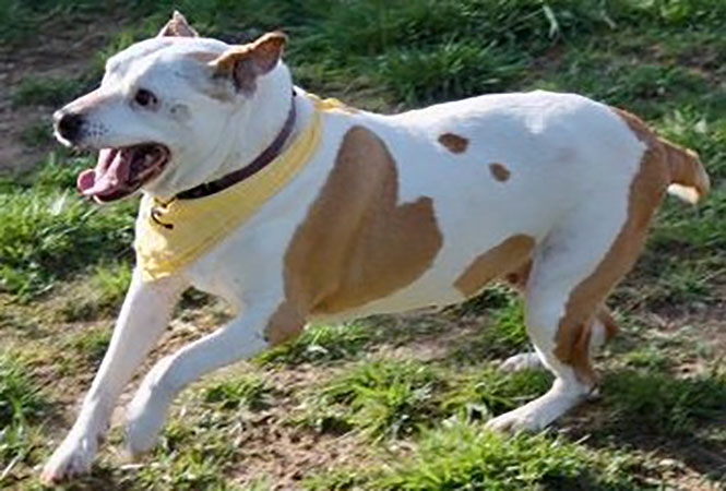 Hot Rod’s Garage Senior Sanctuary - Sassy