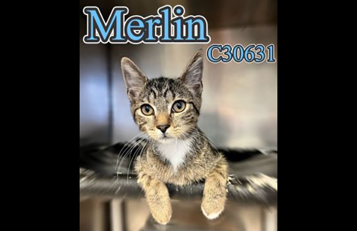 Montgomery County Animal Care and Control - Merlin