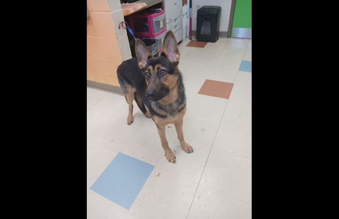 Montgomery County Animal Care and Control - Trina