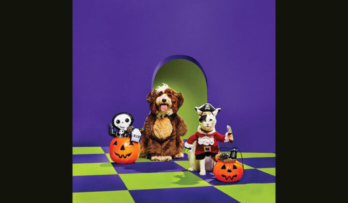 You can get your pets all set for Halloween and keep them safe as well.