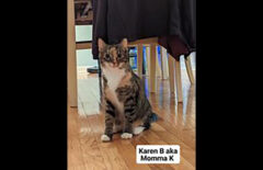 Puurrrfect Paws Rescue & Cat Cafe – Karen-Momma