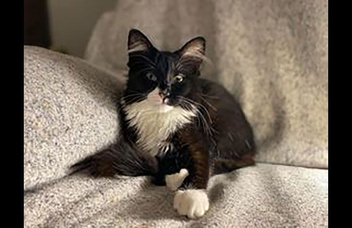 Puurrrfect Paws Rescue & Cat Cafe - Olivia Pope