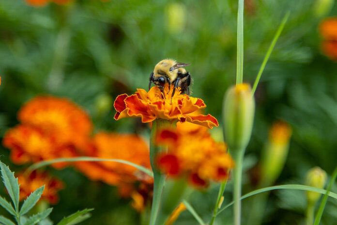A bee checks out one of the flowers at the Outdoor Education Center at Austin Peay State University. (APSU)