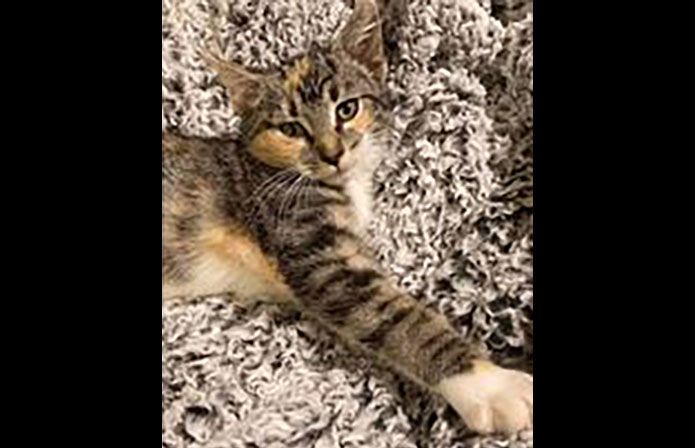 Cat Adoption Team of Stewart County (CATS) -