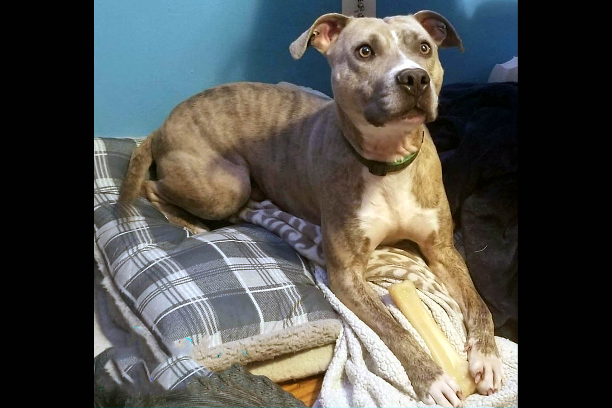 Clarksville Area Pets of the Week for November 21st, 2022 Clarksville