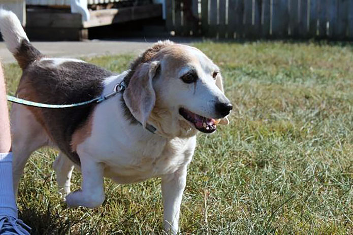 Hot Rod’s Garage Senior Sanctuary - Bobby