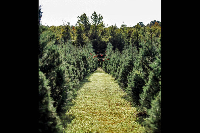 PTP Pinewood Christmas Tree Farm