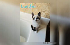 Puurrrfect Paws Rescue & Cat Cafe – Lucifer