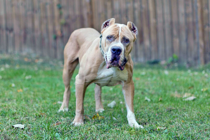Simba is available at Sagley’s Biker Bully Farm