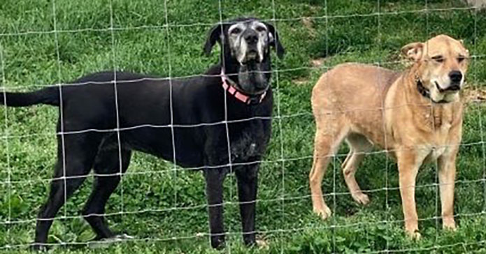 Hot Rod’s Garage Senior Sanctuary - Molly & Catie