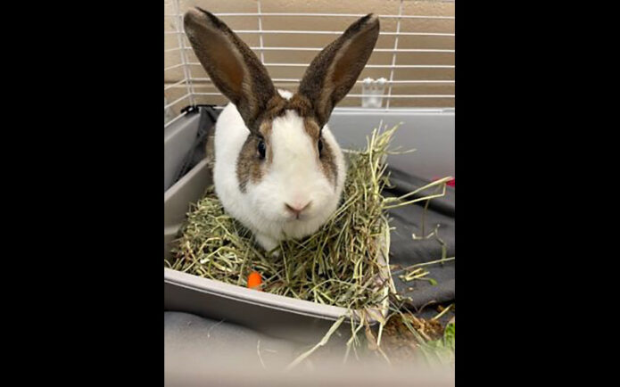 Montgomery County Animal Care and Control - Gary