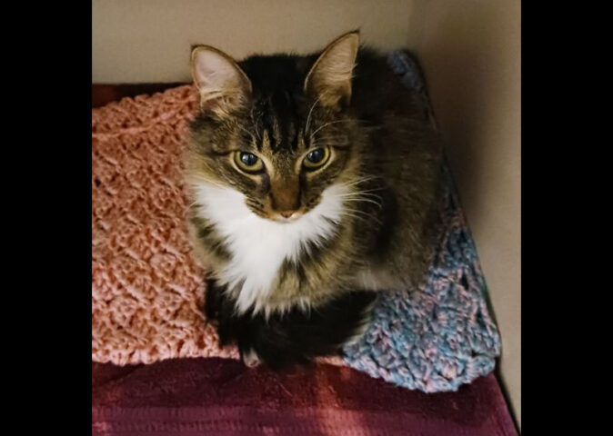 Montgomery County Animal Care and Control - Ophelia