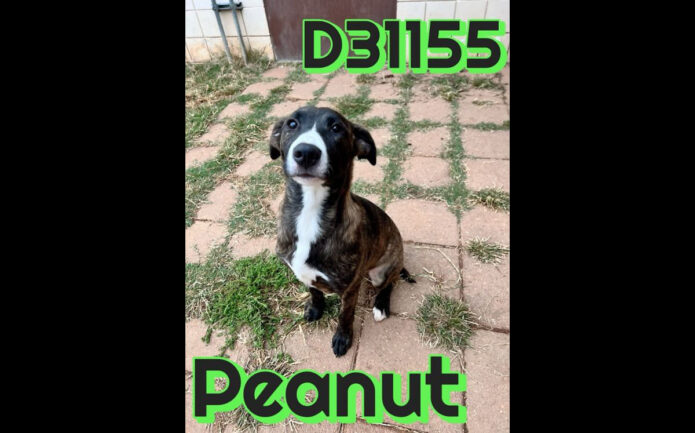 Montgomery County Animal Care and Control - Peanut