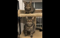 Cat Adoption Team of Stewart County (CATS) -Carter & Cooper