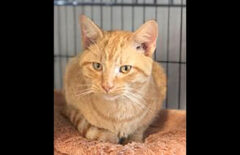 Cat Adoption Team of Stewart County (CATS) – Rocky