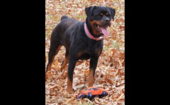 Jessie is available at Companion Pet Rescue of Middle Tennessee