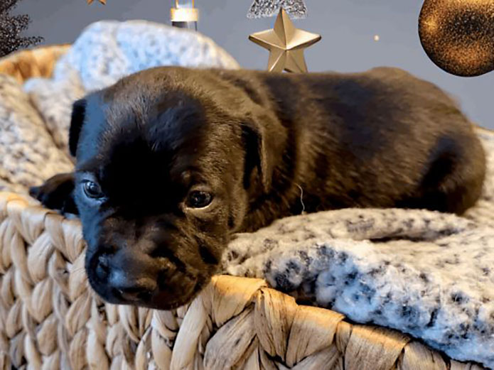 Mikaela’s Mutt Motel - Christmas
