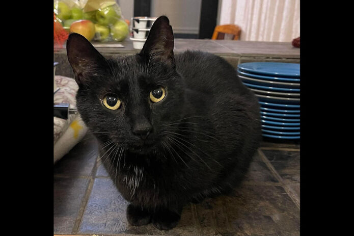 Puurrrfect Paws Rescue & Cat Cafe - Batman