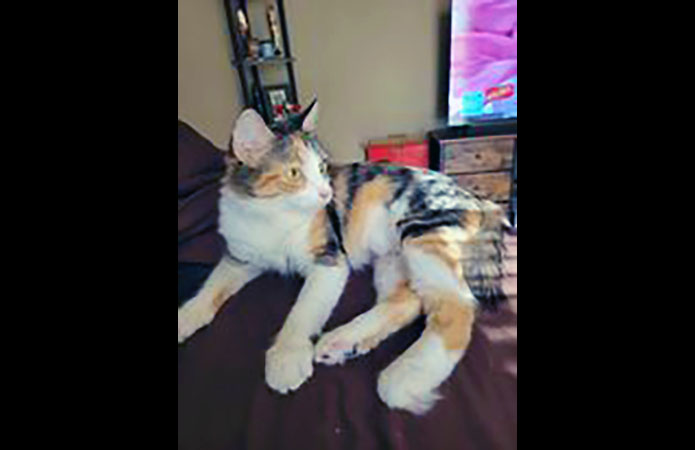 Puurrrfect Paws Rescue & Cat Cafe - Osa